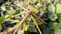 Vigna radiata green gram maash cultivation